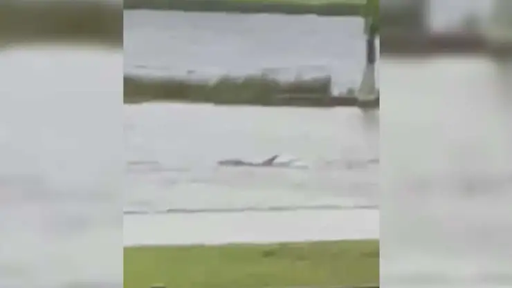 Captan a tiburón en las calles de Florida tras inundaciones por Ian