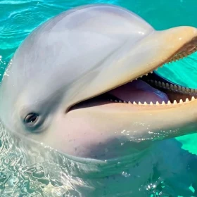muere-mincho-delfin-dolphin-discovery-en-cancun-profepa-ordena-realizar-necropsia