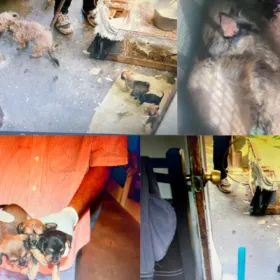 Rescatan a 22 perritos en Cajeme durante cateo por presunto maltrato animal