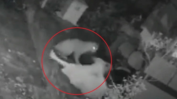 jaguar ataca abuelita defiende bastón video