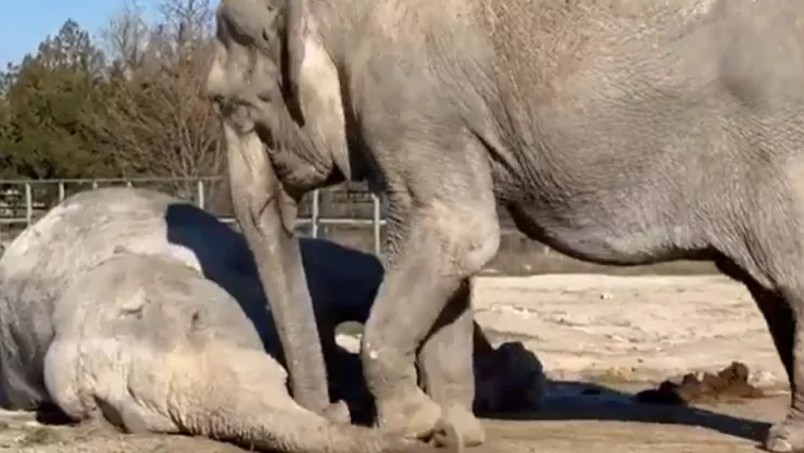 VIDEO | Graban a elefanta abrazando el cuerpo de su amiga fallecida
