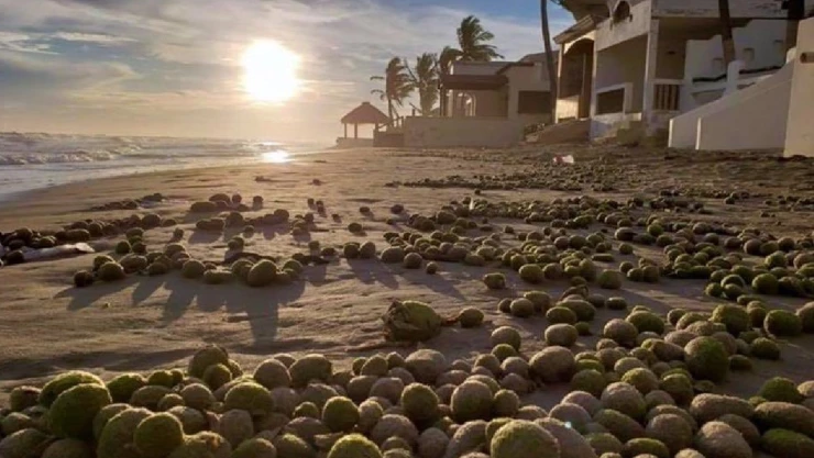 ¿Huevos alienígenas? Aparecieron en playas de México