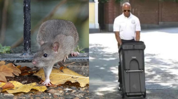 Nueva York presentó iniciativas para combatir plaga de roedores