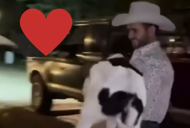 Hombre le regala un becerro a una mujer y le pide que sea su novia (VIDEO)