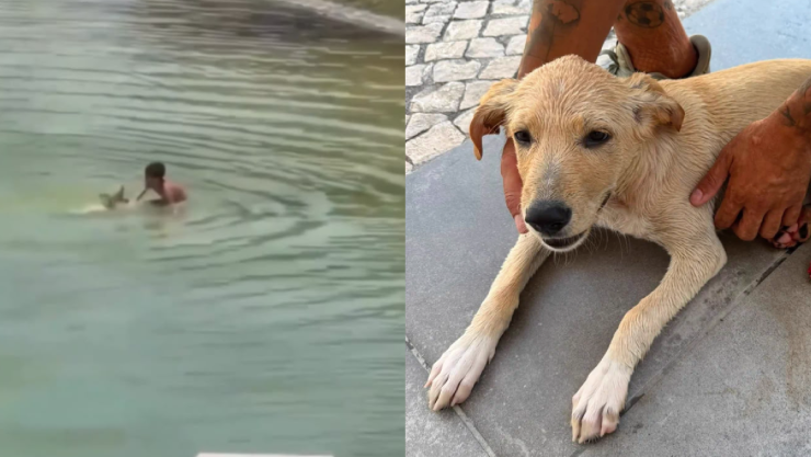 Rescatan a perro de maltrato en Portugal