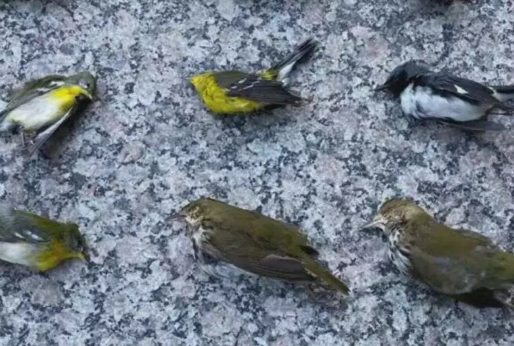 Mueren miles de aves en Filadelfia