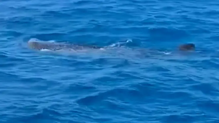 VIDEO_ Así fue como pescadores yucatecos captaron a 5 tiburones ballena en Yucalpetén