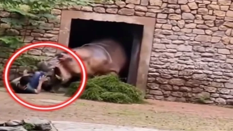 Ataque de Hipopótamo