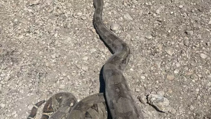 Rescatan a enorme SERPIENTE que deambulaba por calles de Chicxulub Puerto
