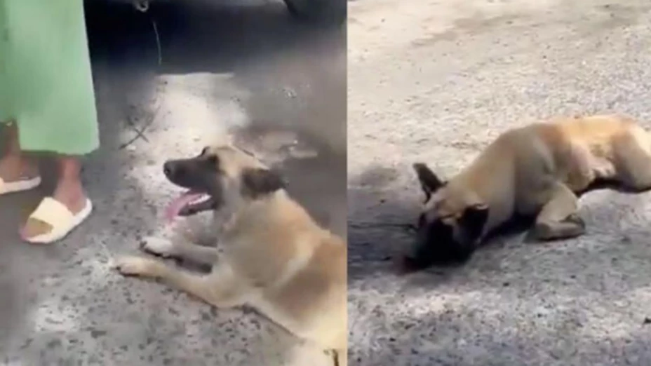 Mujer es captada arrastrando a un perro con su camioneta