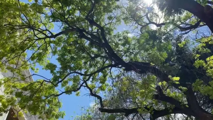 calor hoy yucatan miercoles enero 2025.