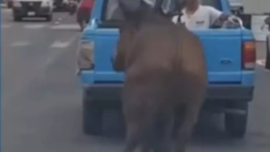 Caso de maltrato animal en Puebla