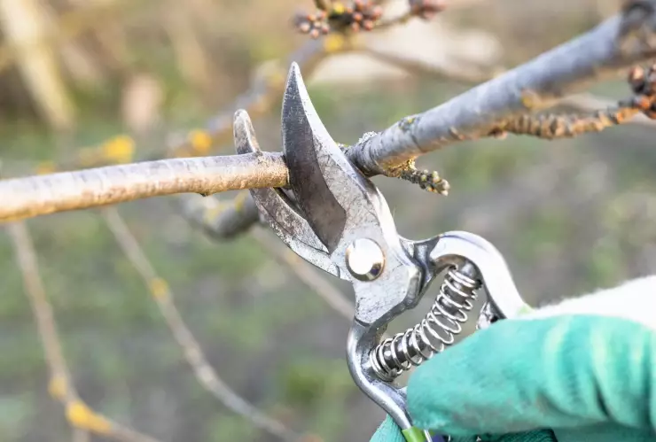 Temporada de poda en Chihuahua