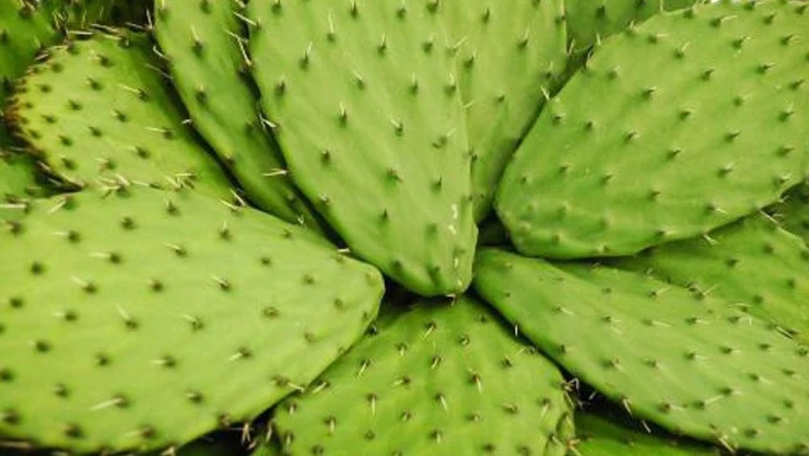 nopal