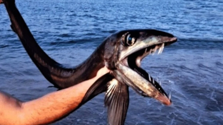 peces caníbales