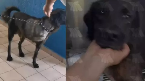 VIDEO_ Negrito es dado de alta y busca una familia que lo adopte
