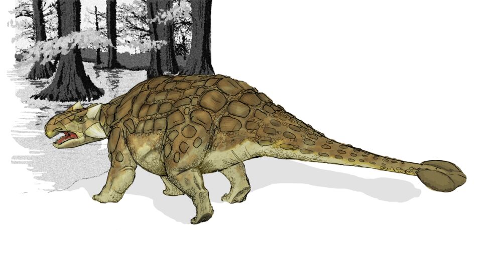 Dinosaurio, armadura, especie a.png