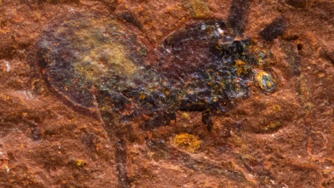 Araña gigante fosilizada