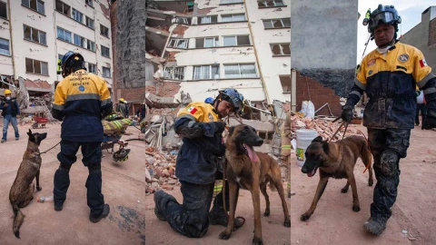 UNAM curso perros de rescate