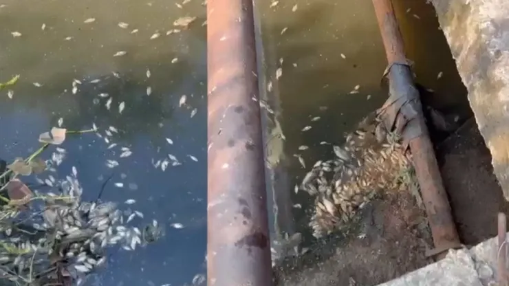 Muerte de peces por ola de calor en Veracruz