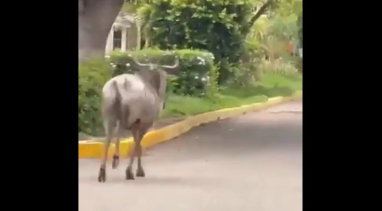 antilope-puebla.jpg
