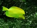buscando-a-nemo