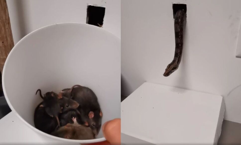 Sujeto usa serpiente para exterminar plaga de ratas detrás de una pared
