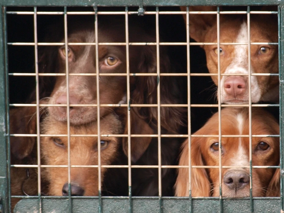 Perros
