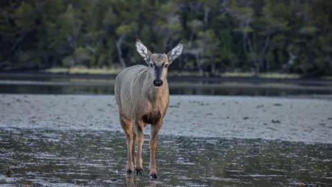 Huemul