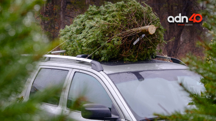 arbol de Navidad.jpg