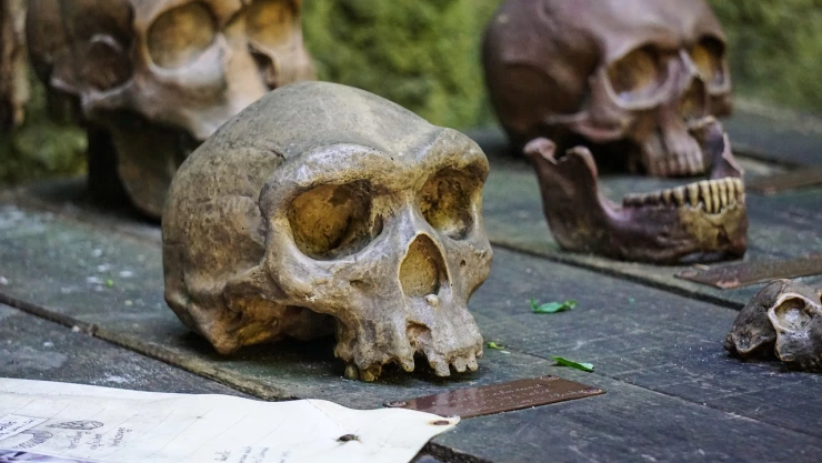 Animales que matan más humanos al año