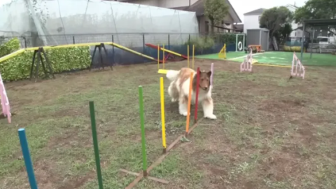 El hombre perro se arrepiente, ya no quiere ser un collie