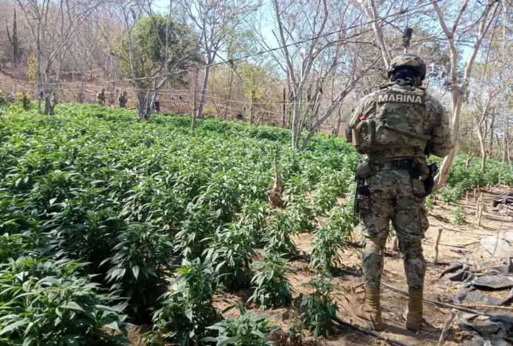 Encuentran plantíos de marihuana en El Limoncito