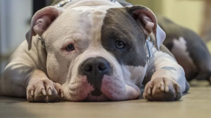 Un hombre muere por defender a su mascota del ataque de un perro American Bully en Inglaterra