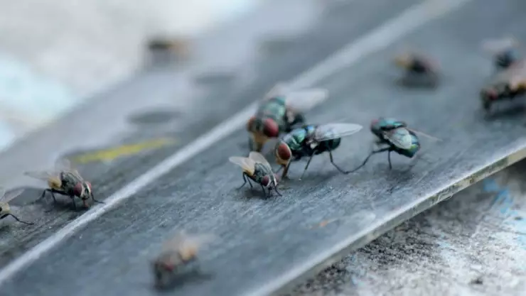 con este ingrediente casero puedes auyentar a las moscas en la casa