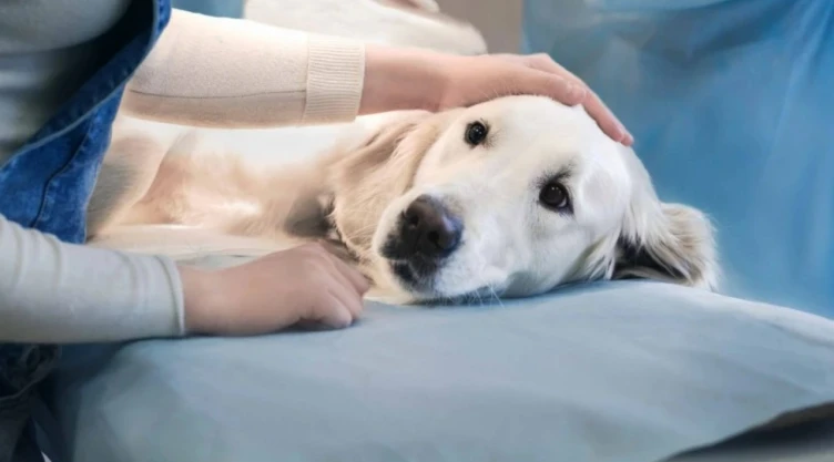 Congreso de CDMX aprueba modificación en eutanasia para animales