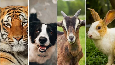 Cuatro signos del Horóscopo Chino se verán especialmente favorecidos, destacando en distintos ámbitos.