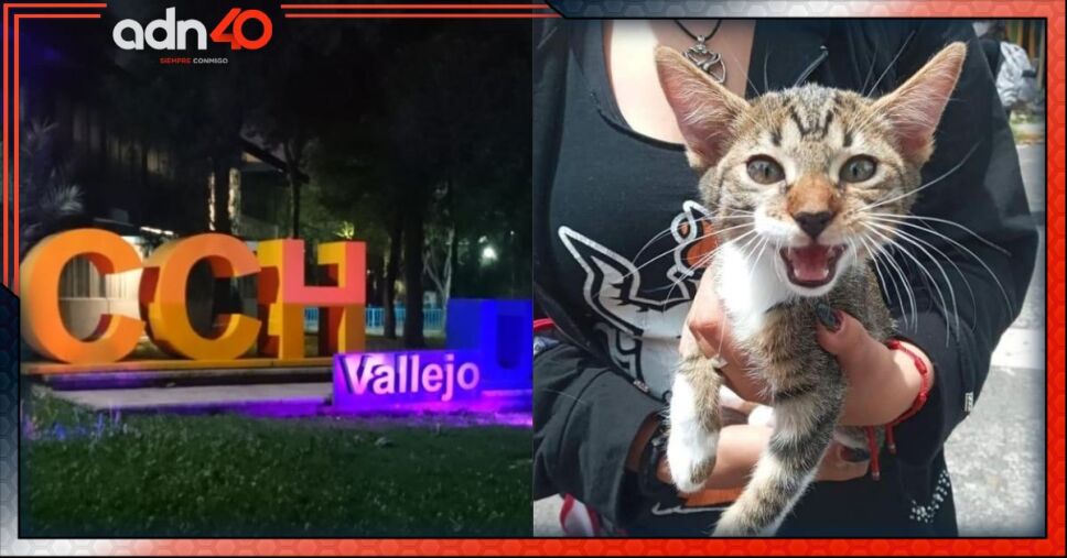 Gatito Haru en CCH Vallejo