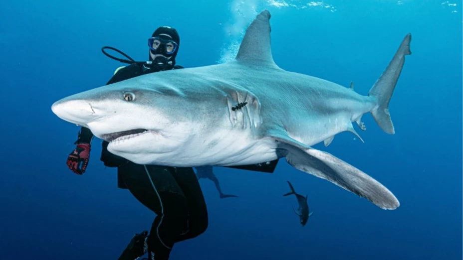 IMÁGENES FUERTES Es captado el momento en el que un hombre es ATACADO por un tiburón en Florida.png