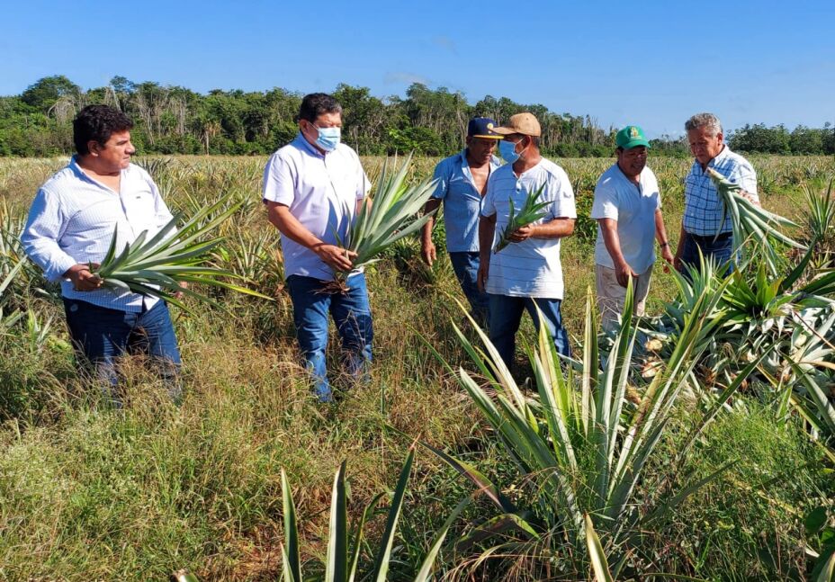 cosecha de piña en Quintana Roo