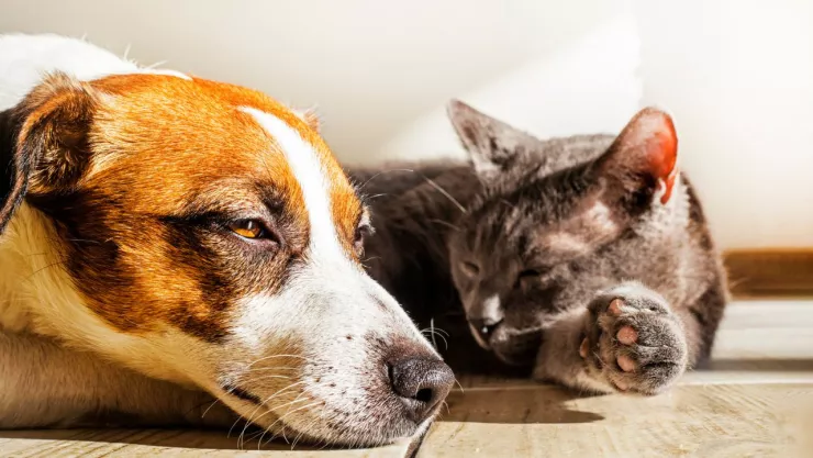 C+omo afecta la onda de calor a las mascotas