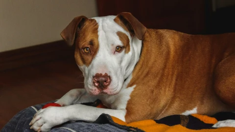 Marlen Del Solar explica que no todos los pitbull son agresivos, pero pueden desarrollar conductas destructivas o violentas si no reciben el trato adecuado