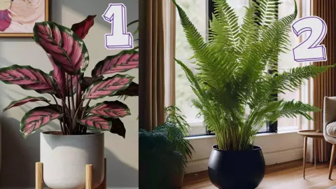 plantas de sombra para el hogar.jpeg