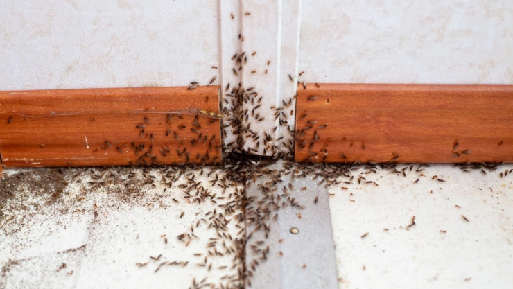 ¿Qué significa que aparezcan muchas hormigas en tu casa? El simbolismo