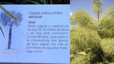 Palma Talipot en el Jardín Botánico