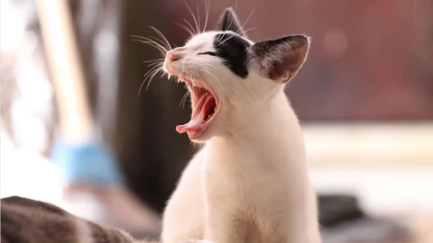 hombre muere por rara bacteria carnívora tras mordedura