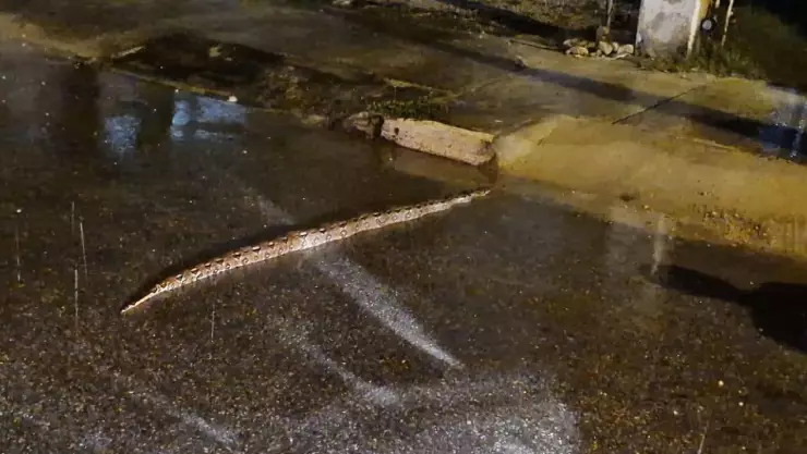 FOTO_ Enorme BOA aparece tras fuertes lluvias hoy 3 de septiembre de 2024