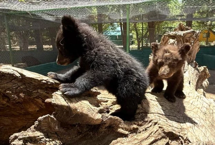Oseznos en Zoológico de Aldama