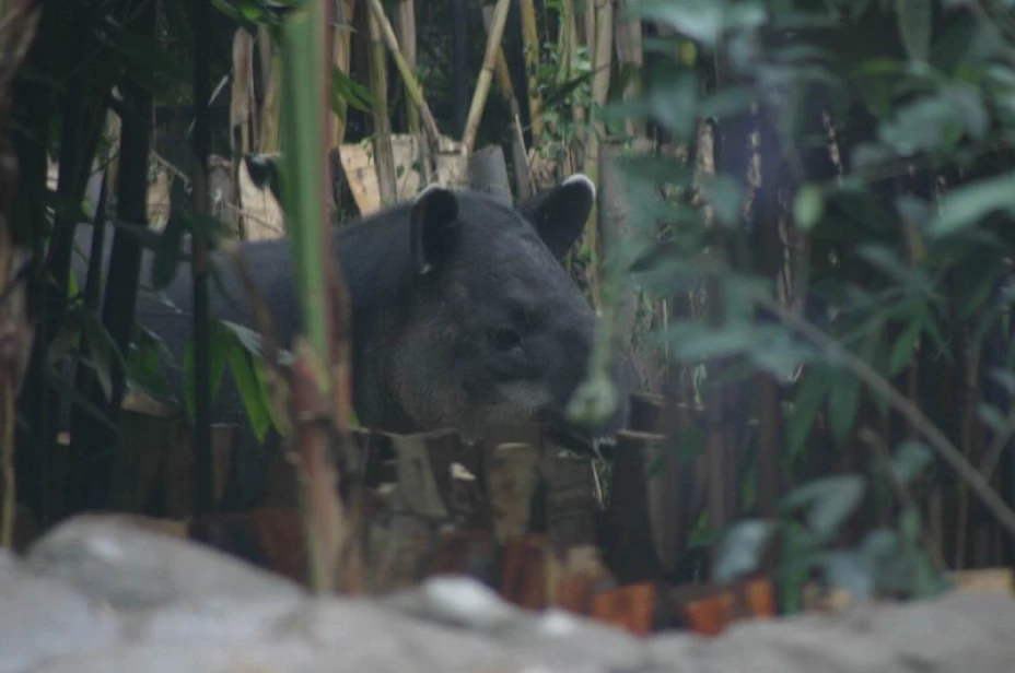Tapir