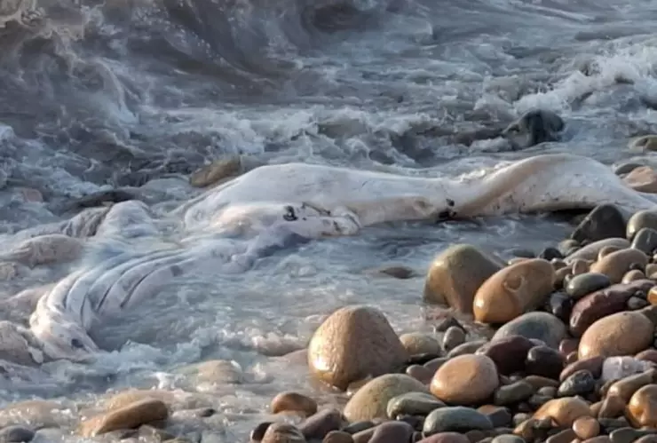 Aparece ballenato muerto en Malecón de Puerto Vallarta